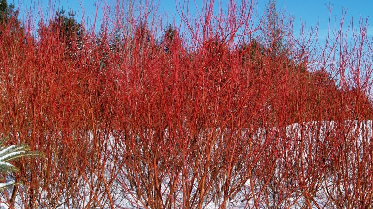 plant-of-the-month-red-osier-dogwood-gelderman-landscape-services