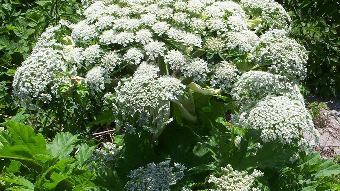 Giant Hogweed found in Hamilton, Dundas & Flamborough